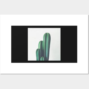 Organ Pipe Cactus Posters and Art